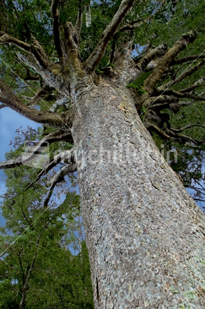Kauri tree trunk - looking up toward crown - large specimen