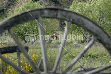 Horse Grazing through an old Wagon Wheel on New Zealand Farm