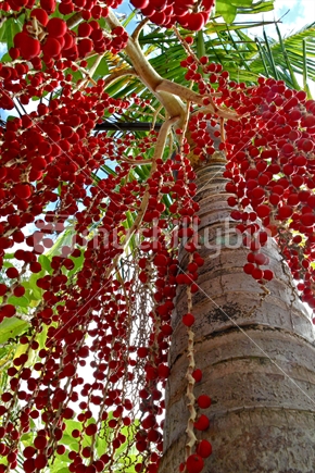 Native New Zealand Nikau Palm tree with red seeds