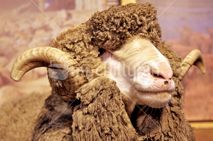 New Zealand Merino Sheep Head