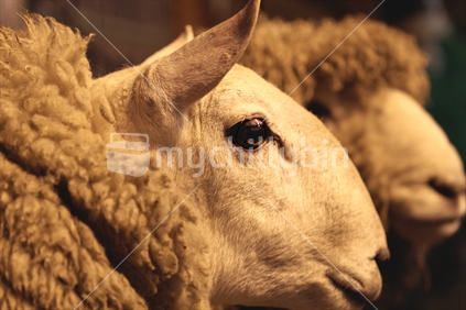 New Zealand Sheep head portrait