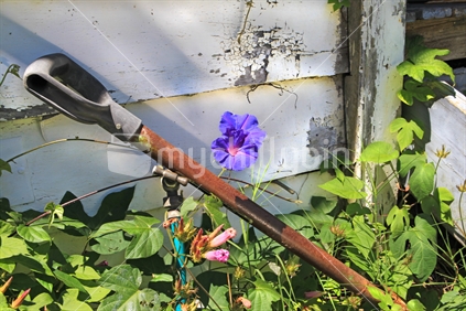 Spade with morning glory flower
