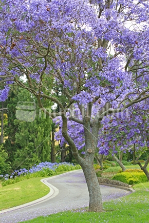Jacaranda tree in flower near road