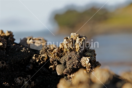 Low tide barnacle