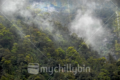 Milford Sound, Fiordland dense native forest with fog and rainbow