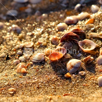 Sea Shells on a Sandy New Zealand Beach