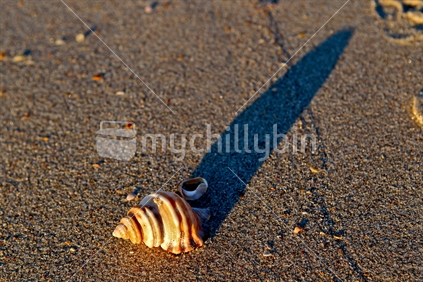 Sea shell on sand - with shadow