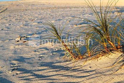 Beach Grass at Dusk in New Zealand