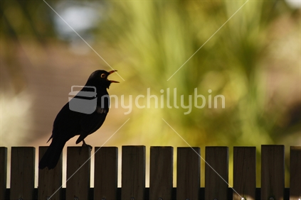 Wake Up; New Zealand Black Bird