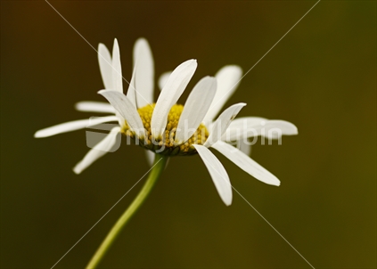 Wild daisy; in New Zealand.