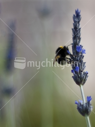 Bumblebee and lavender