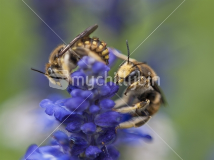 The wool-carder bee / leaf-cutter bee / Anthidium manicatum.  Recent arrival to New Zealand; a robust solitary bee with conspicuous territorial behaviourt. They are non-stinging to humans. Predominantly found visiting purple or blue flowers from the mint family.