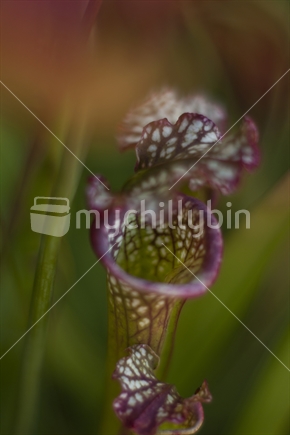 Macro of purple & white pitcher plant, carniverous flora