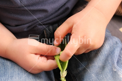 A child picks peas straight from the pod