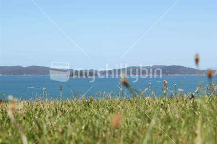 The view to Kawau Bay, from the top of the hill at Algies Bay, New Zealand. (focus grass 'beside' water)