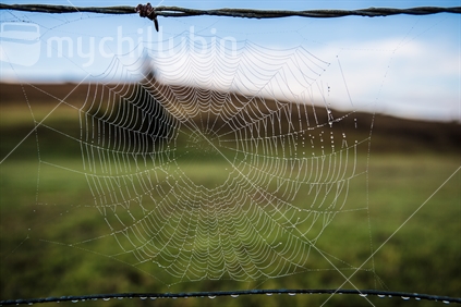 Cobweb on a fence, covered in dew drops