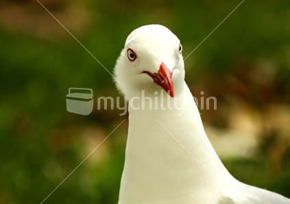 Inquisitive red billed seagulll