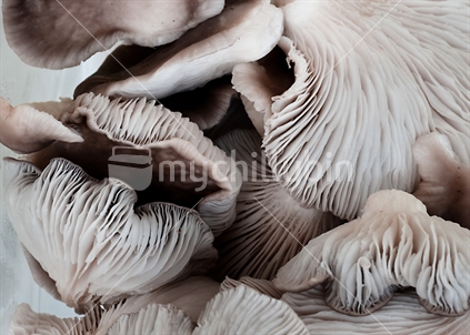 Oyster mushrooms close view