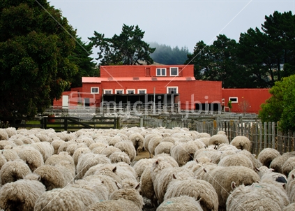 Sheep heading to an old red shearing shed for shearing.