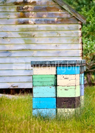 Colourful beehives with old shed in background.