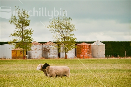 Two sheep colours, in front of multi coloured silos