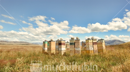 Beehives Rising Like Towers in Beautiful Expansive Grassy Landscape with Bright Blue Sky and Lovely Clouds