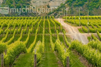 Rows of vines in vineyard with undulating road and power lines, North Island
