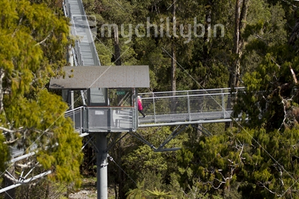 The recently built treetop walkway near Greymouth on the west coast of the south island of New Zealand, spring, 2013.