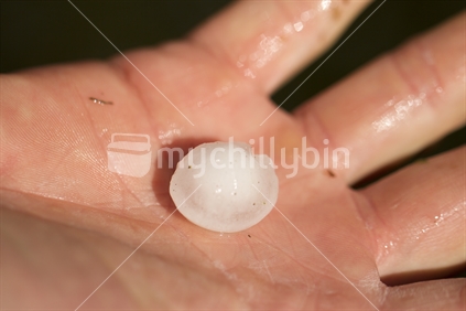 The size of the hailstone produced during a little hail storm this winter in a North Canterbury township