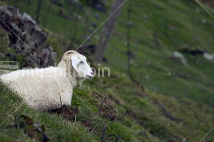 A goat in a paddock on Banks Peninsula