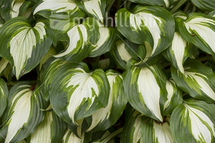 A Hosta residing on the south side of our house.