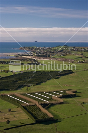 Aerial photo of kiwi fruit orchards in the Bay of Plenty