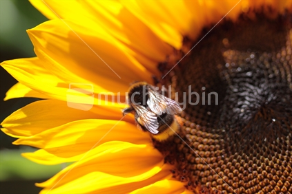 Bumble bee on sunny sunflower