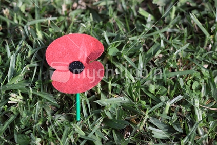 ANZAC Day poppy