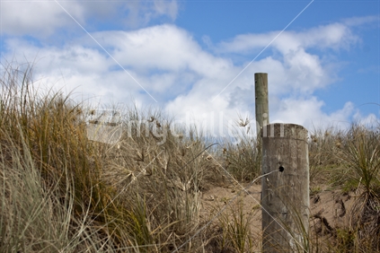 NZ Coastal Sand dunes