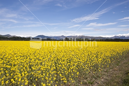 Yellow Mustard Crop growing near the Southern Alps