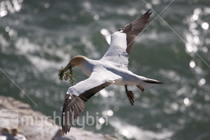 Nest building at Gannet colony, Muriwai