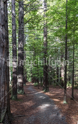 Path through the forest.