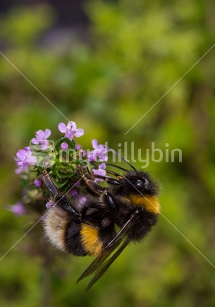 Bumble Bee on Thyme Flower