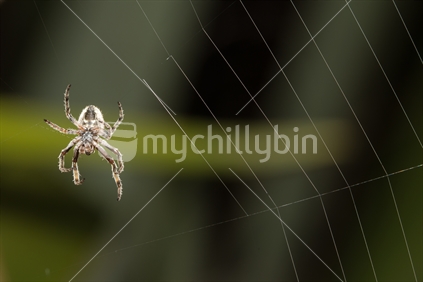 Spiders Web