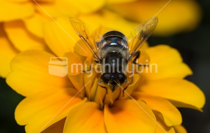 Drone Fly on Marigold Flower