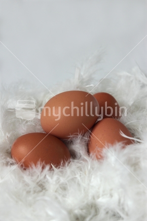 Brown free range eggs in a nest of white feathers