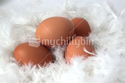 Brown free range eggs and white feathers