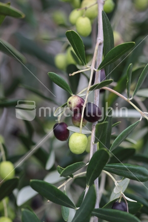 Olive tree with ripening fruit