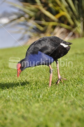 Pukeko with flax in background