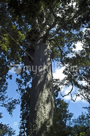 Kauri tree -Waitakeres
