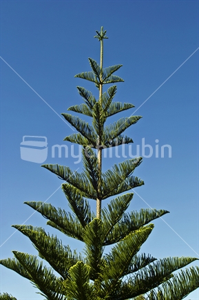 Norfolk Pine Tree, New Zealand,