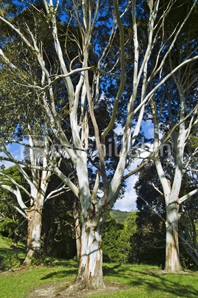 Gum trees in the Waitakeres, New Zealand