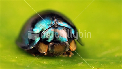 small Steel Blue Ladybird, Halmus chalybeus
