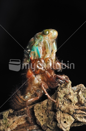 Cicada shedding at night